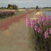 Verjaardagskalender Nederlandse landschappen wilgenroosjes Brandemeer