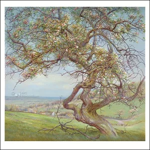 MK 164 Patrick Creyghton wenskaart bloeiende appelboom Voerstreek